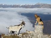 DIVERTENTE SALITA DA FUIPIANO IN VETTA AL RESEGONE il 6 novembre 2010 - FOTOGALLERY